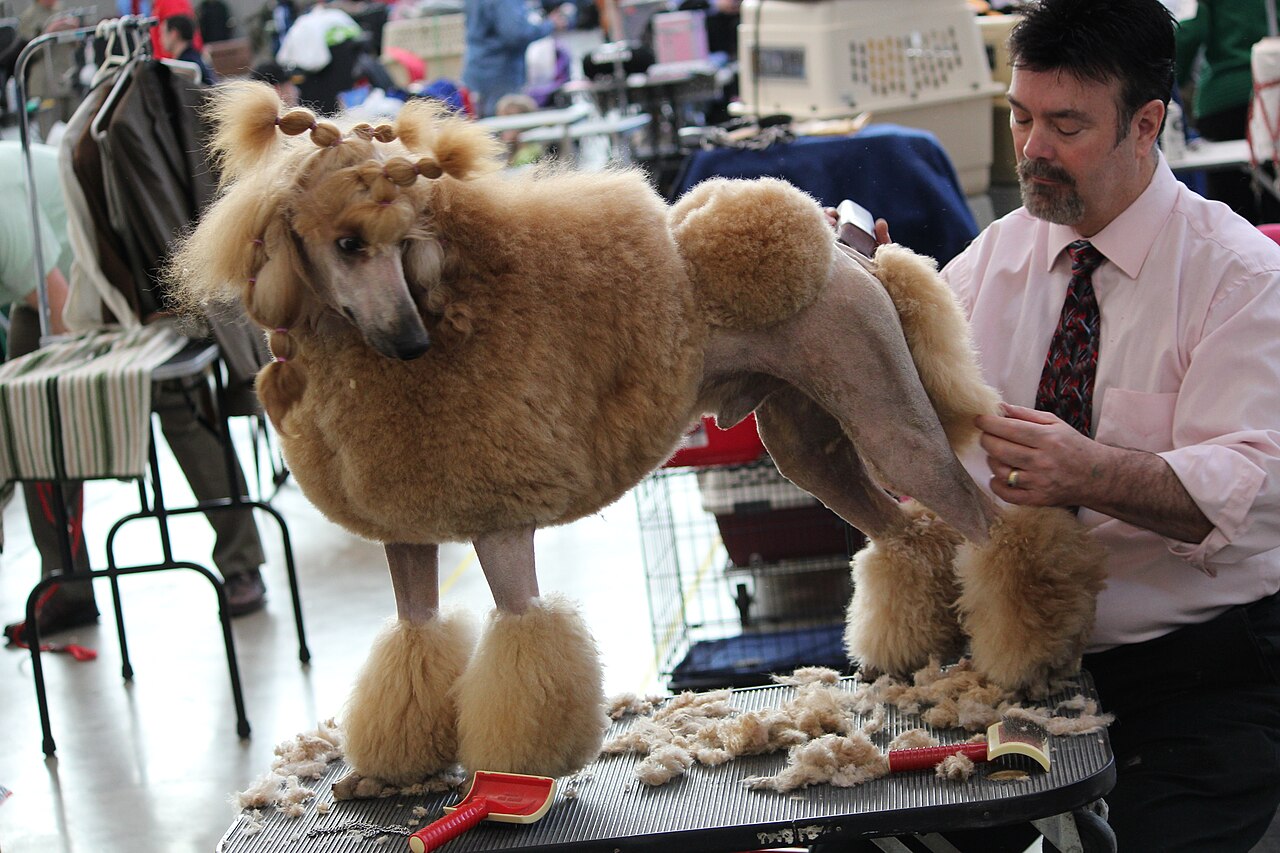 Licensed demonstration photograph of a poodle being groomed